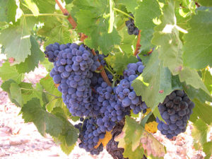 Garnacha