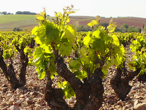garnacha1